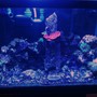 58 gallons reef tank (mostly live coral and fish) - Full tank shot