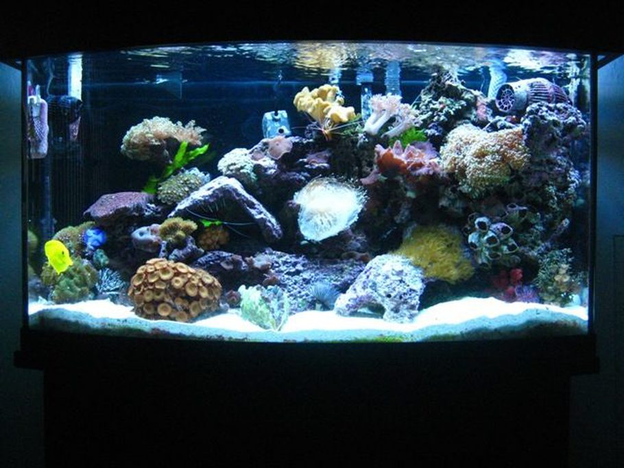 Image Result For Marineland Gallon Bow Front Aquarium Image Result For Marineland Gallon Bow Front Aquarium