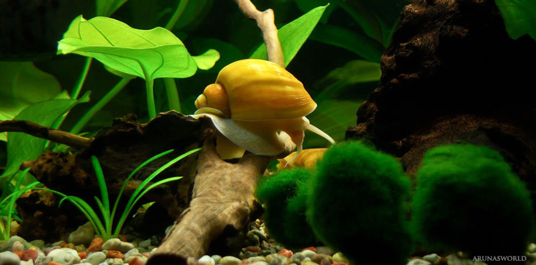 corals inverts - pomacea bridgesii - golden apple snail stocking in 7 gallons tank - My Golden Apple Snail - Pomacea bridgesii.