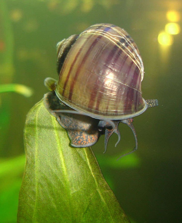 corals inverts - pomacea canaliculata - apple snail stocking in 72 gallons tank - My Snail, I know its not a fish but what a great pic.