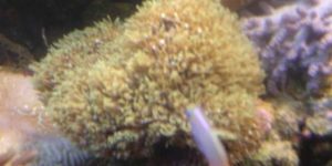 cloganc1 s corals inverts