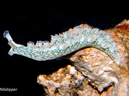 lettuce sea slug tridachia