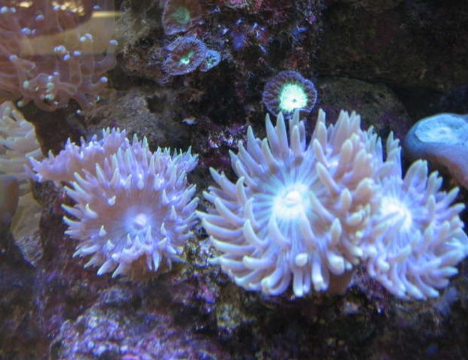 corals inverts - duncanopsammia axifuga - giant green polyp duncan stocking in 225 gallons tank - Duncan mania