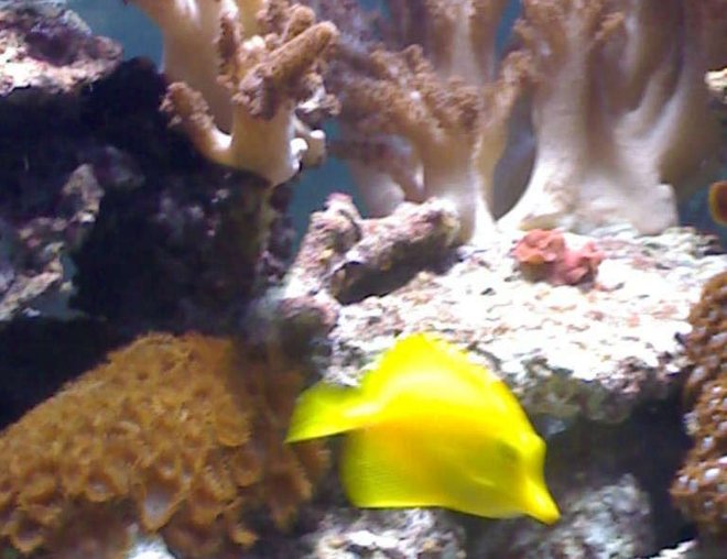 corals inverts - zoanthus sp. stocking in 132 gallons tank - my aquarium16