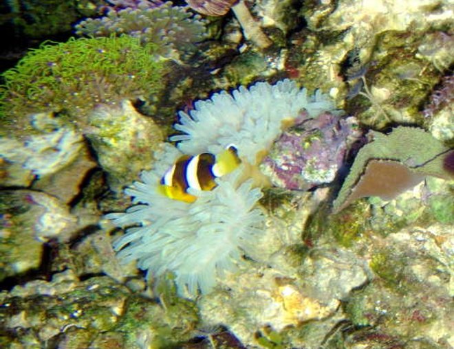 corals inverts - condylactis gigantea - condy anemone stocking in 36 gallons tank - blah