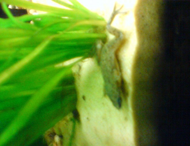 corals inverts stocking in 14 gallons tank - frog