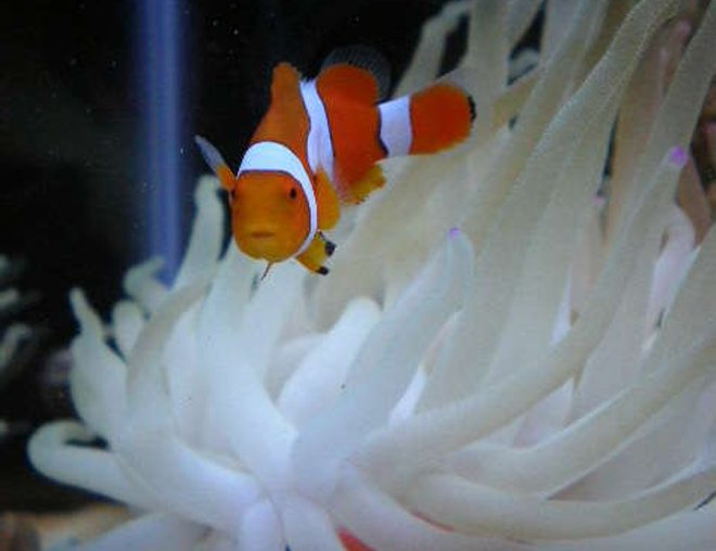 corals inverts - condylactis gigantea - condy anemone stocking in 20 gallons tank - new