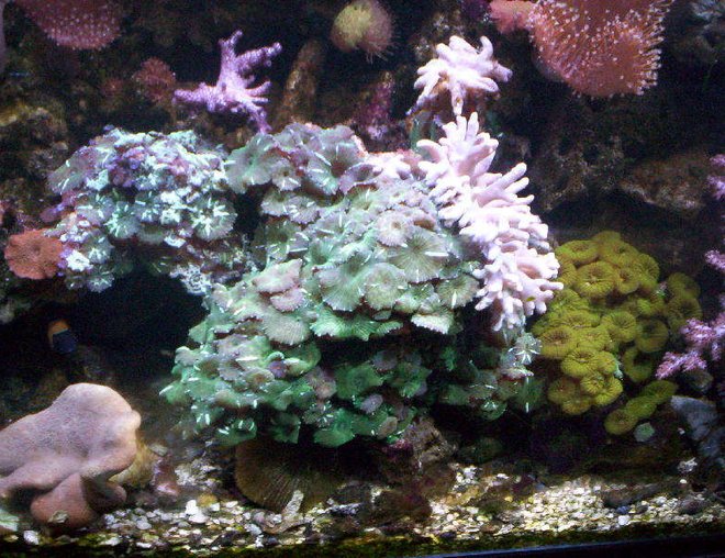 corals inverts - zoanthus sp. - green polyps stocking in 95 gallons tank - Rude's tank