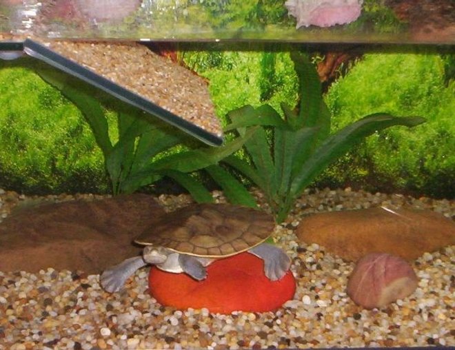 corals inverts stocking in 24 gallons tank - My turtle, Lulu