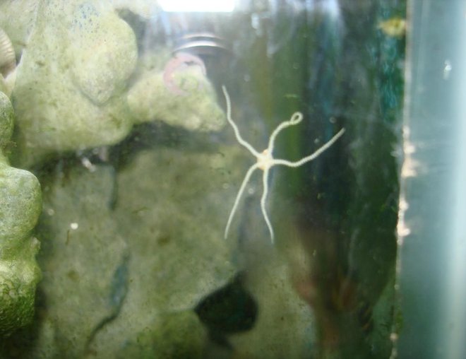 corals inverts stocking in 125 gallons tank - baby star