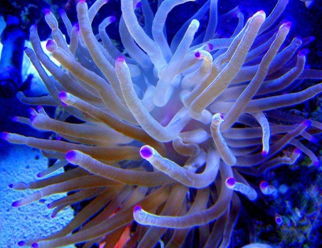 corals inverts - condylactis gigantea - condy anemone stocking in 46 gallons tank - Purple Tip Anemone