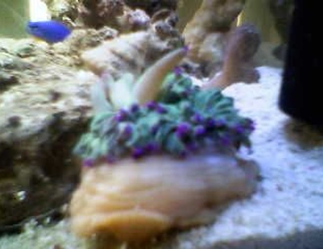 corals inverts stocking in 10 gallons tank - angelica (little)