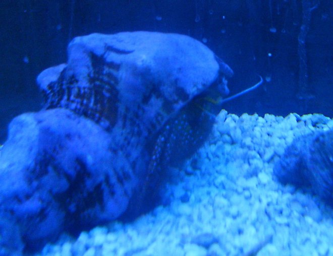 corals inverts stocking in 55 gallons tank - Crabby Bastard