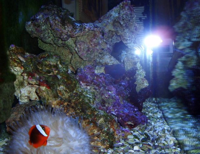 corals inverts stocking in 39 gallons tank - Clown N Annemine