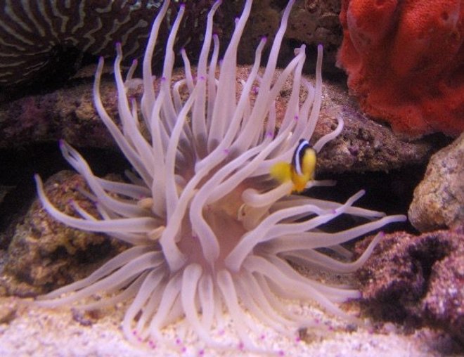 corals inverts - condylactis gigantea - condy anemone stocking in 125 gallons tank - pink tip