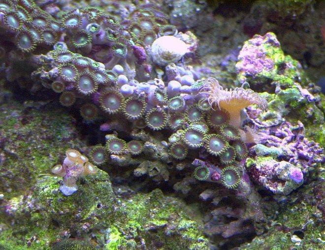 corals inverts - zoanthus sp. - button polyp, pink stocking in 14 gallons tank - Zoo's
