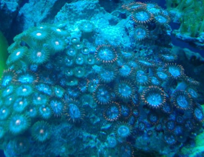 corals inverts - zoanthus sp. - starburst zoanthids stocking in 37 gallons tank - zoa