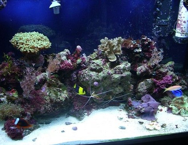 corals inverts stocking in 65 gallons tank - front close