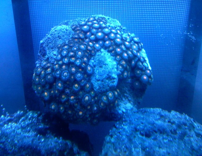 corals inverts - zoanthus sp. - colony polyp stocking in 30 gallons tank - zoo under atinic
