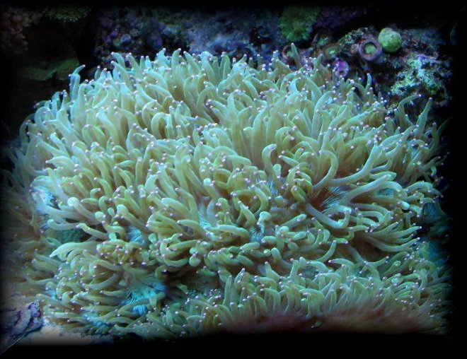 corals inverts - catalaphyllia jardinei - elegance coral stocking in 125 gallons tank - Aussi elegance