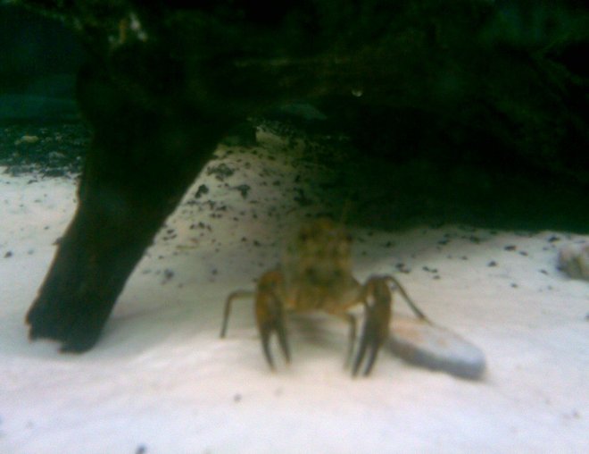 corals inverts stocking in 125 gallons tank - Pinchy