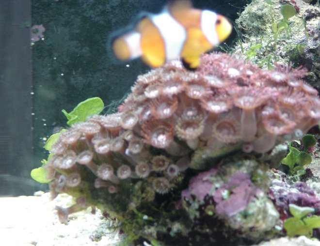 corals inverts - zoanthus sp. - colony polyp stocking in 14 gallons tank - These polyps are great and hardy. I almost lost them but it was a careless mistake, but in no time recovered and reproduced within no time.
