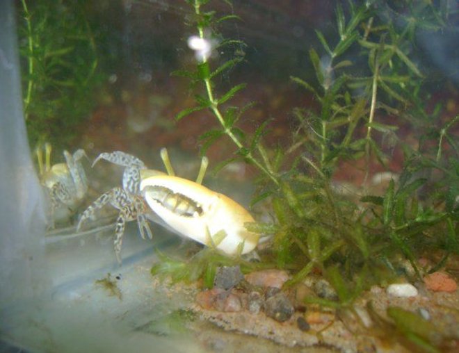 corals inverts - watermelon fiddler crab stocking in 50 gallons tank - watermelon fiddler crab male...bracish water tank... hydrila plant