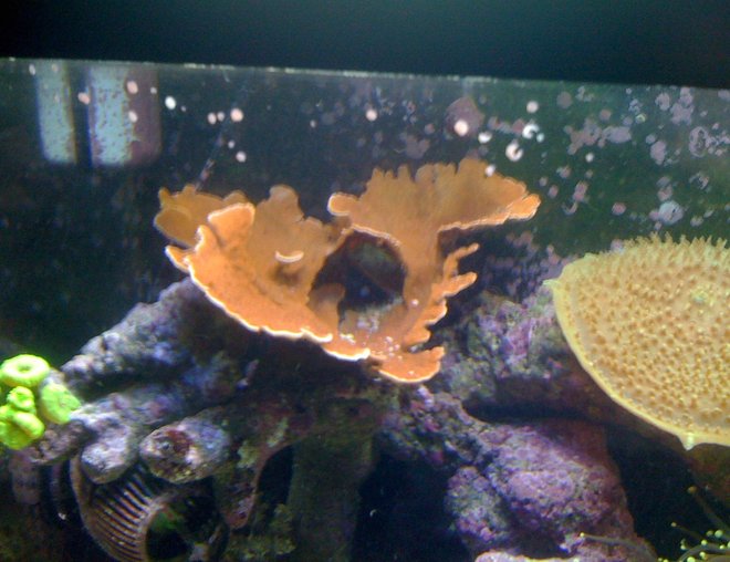 corals inverts - montipora capricornis - red montipora capricornus stocking in 120 gallons tank - dont know exactly what it is think is a montipora
