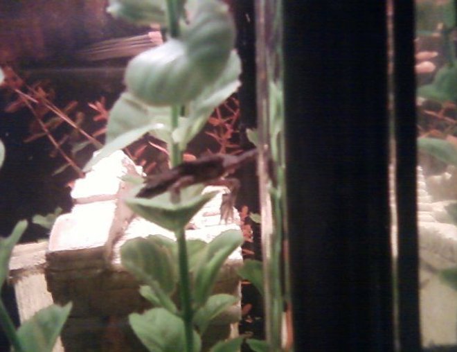 corals inverts stocking in 10 gallons tank - One of the frogs hanging out on one of the fake plants