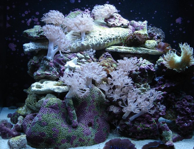 corals inverts - catalaphyllia jardinei - elegance coral stocking in 76 gallons tank - 24 gallon nano