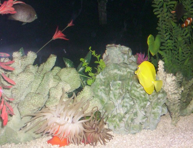 corals inverts - condylactis gigantea - condy anemone stocking in 125 gallons tank - 2 Condy Anenomes and Yellow Tang