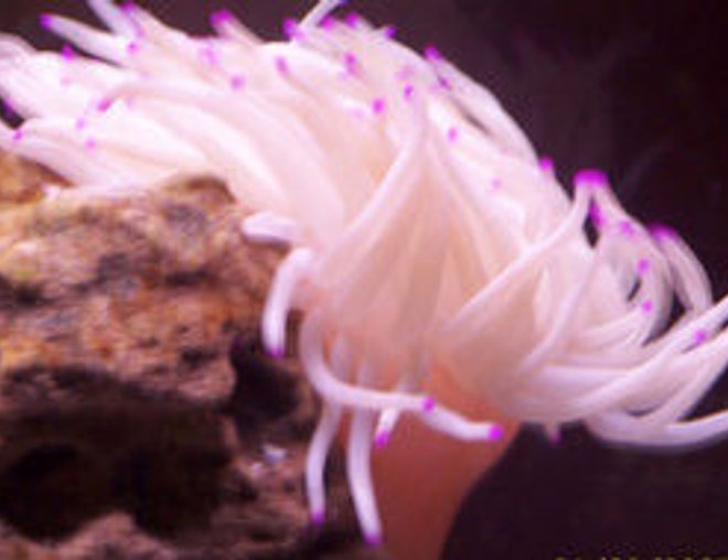 corals inverts - condylactis gigantea - condy anemone stocking in 55 gallons tank - pink tip