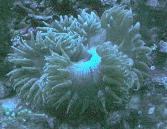 corals inverts - catalaphyllia jardinei - elegance coral stocking in 75 gallons tank - my flat brown
