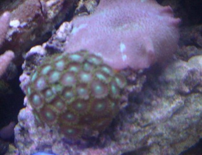corals inverts - zoanthus sp. - colony polyp stocking in 46 gallons tank - mushroom and zoa with blue damsel cameo