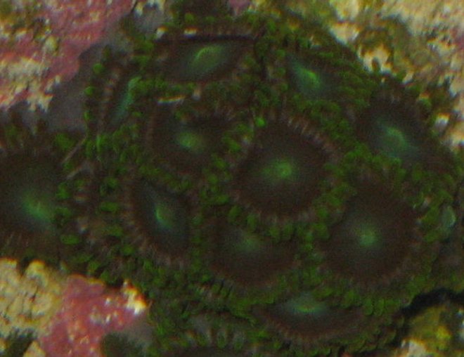 corals inverts - zoanthus sp. - colony polyp stocking in 90 gallons tank - proup of zoos