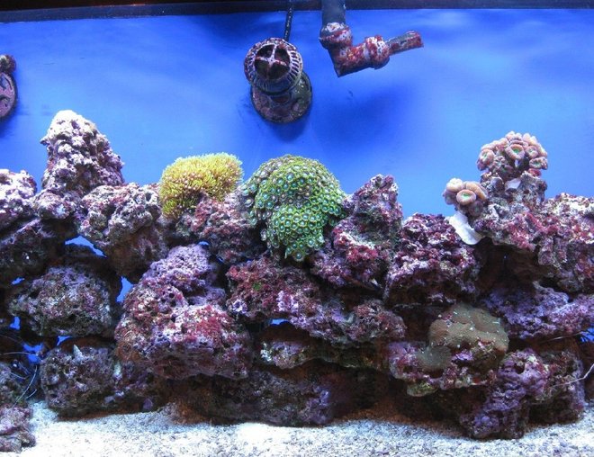 corals inverts - zoanthus sp. - colony polyp stocking in 55 gallons tank - Reef Tank 10 mos old