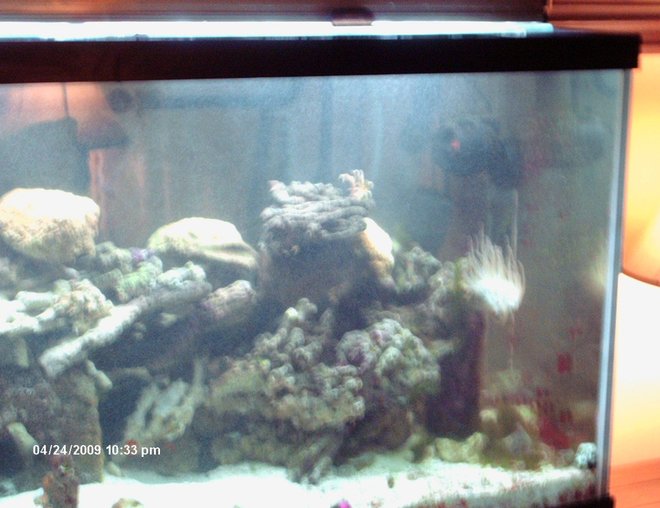 corals inverts stocking in 120 gallons tank - be kind its only been going for a month now