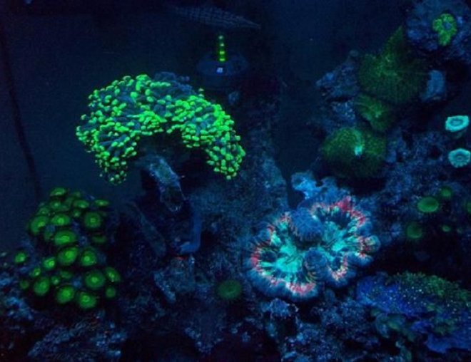 corals inverts - zoanthus sp. - colony polyp stocking in 70 gallons tank - my tank