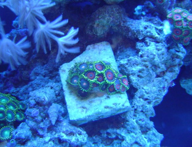 corals inverts - watermelon zoas stocking in 55 gallons tank - Whammin watermelon Zoas and Green Bay Packer Zoas.