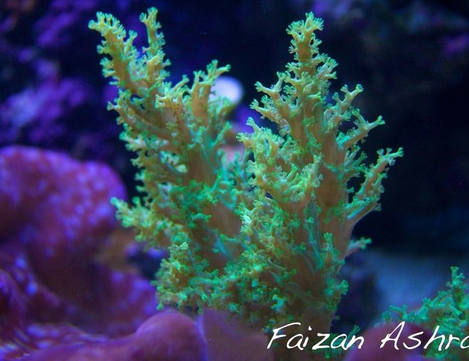 corals inverts stocking in 150 gallons tank - *This Species Extinct In The Wild*
 
African Green Tree Coral