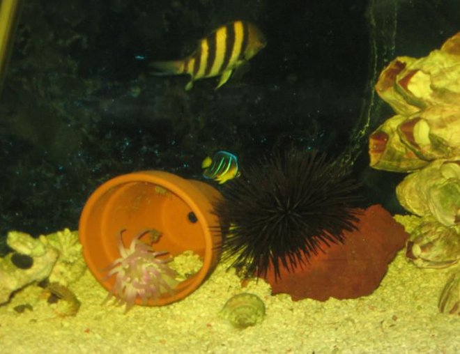 corals inverts - pseudoboletia sp. - purple short spine pincushion urchin stocking in 55 gallons tank - this is a pic of my purple short spine sea urchin one of the anemone and my blue angle and one of my zebra damsels