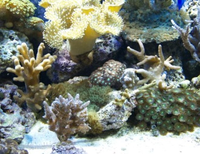 corals inverts - zoanthus sp. - colony polyp stocking in 75 gallons tank - 15