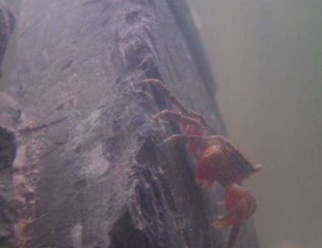 corals inverts stocking in 90 gallons tank - "Where's my money biatch! Hey! I'm talkin' to you!"