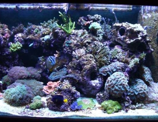 corals inverts stocking in 180 gallons tank - right side