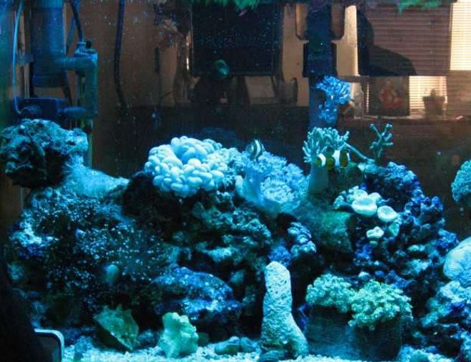 corals inverts stocking in 29 gallons tank - corals