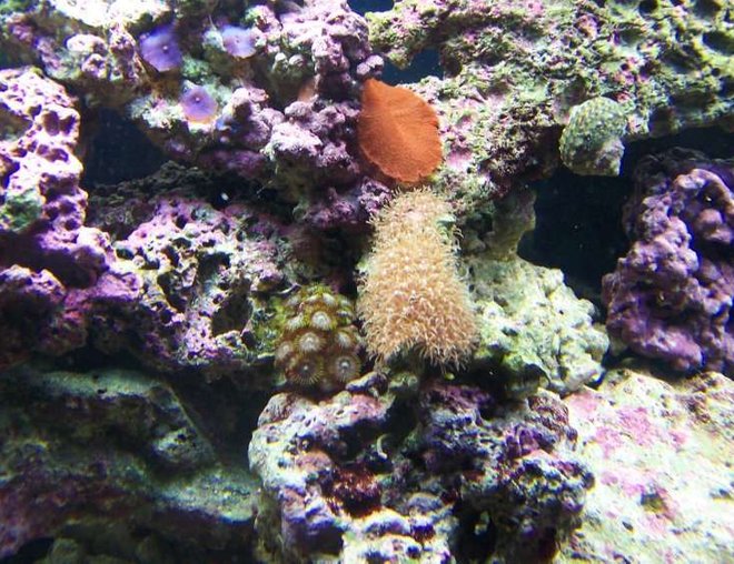 corals inverts - zoanthus sp. - colony polyp stocking in 72 gallons tank - Green Polyps, small Star Polyps, and various mushrooms