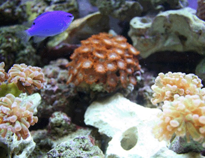 corals inverts - zoanthus sp. - colony polyp stocking in 55 gallons tank - Corals