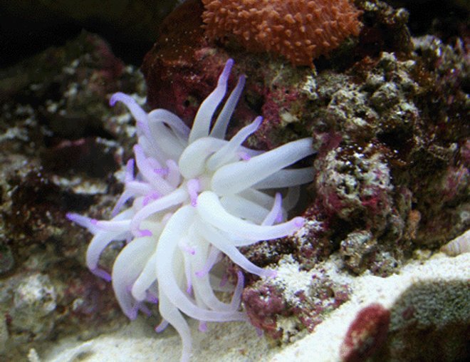 corals inverts - condylactis gigantea - condy anemone stocking in 55 gallons tank - Coral