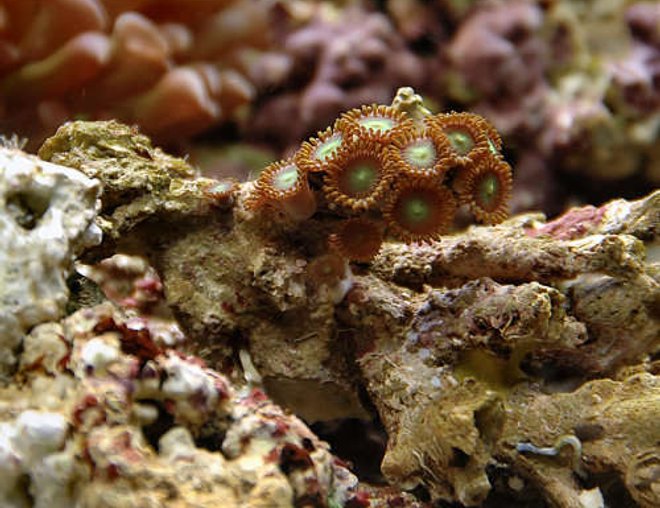 corals inverts - zoanthus sp. stocking in 29 gallons tank - Orange - Green Zooanthids