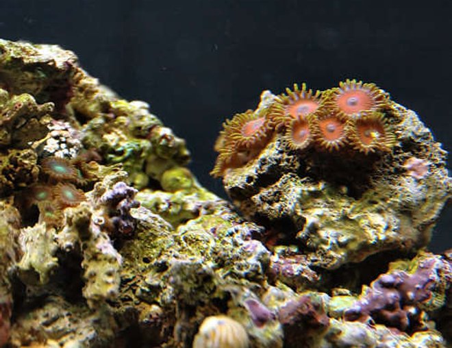 corals inverts - zoanthus sp. - eagle eye zoanthids stocking in 29 gallons tank - Red - Purple Zooanthids